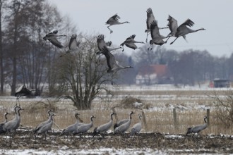 Cranes (grus grus) resting on their southbound migration while foraging in a harvested maize field