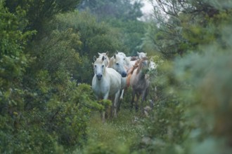 A herd of white Camargue horses runs through the dense forest, surrounded by lush green foliage,