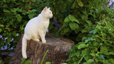 White cat sitting on a tree stump surrounded by green foliage and plants, Cats, Rhodes Old Town,