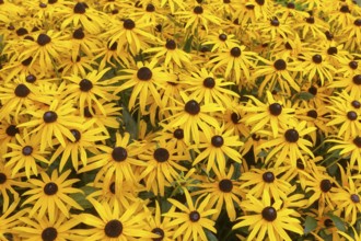 Yellow coneflower (Rudbeckia) Bed full of yellow flowering coneflowers, Greetsiel, East Frisia,