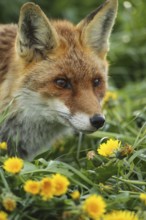 Red fox (Vulpes vulpes) in dandelion meadow (Taraxacum sect. Ruderalia) Allgäu, Bavaria, Germany,