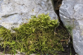 Close-up of Bryophyta, Green Moss plants growing in moist soil and on rock surface in summer,