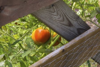 Close-up of Lycopersicon esculentum, Tomatoes growing in vegetable garden protected by wooden and