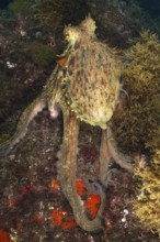 A Common Octopus (Octopus vulgaris), common octopus, in an underwater landscape surrounded by algae