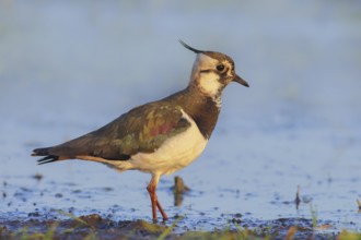 Northern lapwing (Vanellus vanellus), female in a wet meadow, morning light, Dümmer, lake,