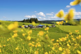 Old farm and flowering meadow, Oberfallengrundhof, near Gütenbach, Black Forest, Baden-Württemberg,