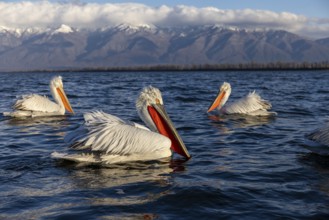 Dalmatian Pelican (Pelecanus crispus), 3 birds, swimming, snow-capped mountains in the background,