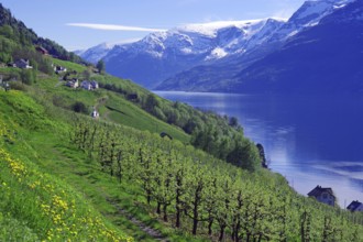 Fjord surrounded by snow-capped mountains and green hills with fruit trees, spring, fruit-growing