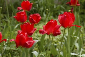 Red tulip flowers (Tulipa) with raindrops, Bavaria, Germany, Europe