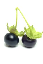 Food, fruit, black Jaltomata, Jaltomata procumbens is a plant species from the genus Jaltomata in