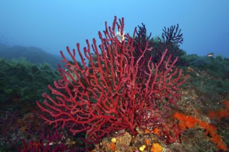 Deep blue water presents bright red, branching coral structures, Violescent sea-whip (Paramuricea