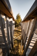 Wooden path between fences with a single tree in the background, warm autumn light, symmetrical