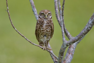 Burrowing owl (Speotyto cunicularia), sitting on a branch and observing the surroundings, Pembroke