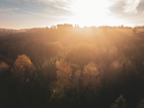 Autumn forest at sunset with golden light and colourful canopy of leaves under a bright sky,