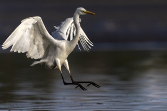 Great White Egret, (Ardea cinerea), landing in the shallows of a fish pond, Lusatia, Saxony