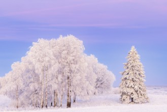 Frosty birches and a snowy spruce tree at dusk on a cold winter evening, Sweden, Europe