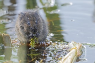 Water vole (Arvicola amphibius) adult rodent animal feeding on pondweed leaf in a reedbed on a