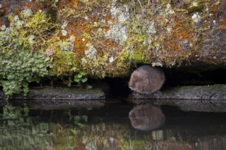 Water vole (Arvicola amphibius) adult animal on the edge of a river bank, England, United Kingdom,