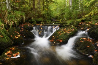 Stream in autumn, Kleine Ohe, Bavarian Forest National Park, Bavaria, Germany, Europe