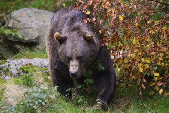 Brown bear (Ursus arctos) running across a meadow, captive, Neuschönau enclosure, Bavarian Forest