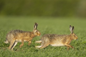 Brown hare (Lepus europaeus) two adult animals running in a farmland cereal field in springtime