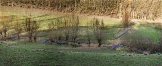 Franconian landscape with willows (Salix) along a stream in February, Thuisbrunn, Upper Franconia,