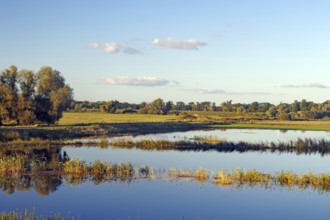 Calm water in a natural setting with trees on the shore and blue sky with a few clouds, flooded