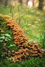 A large number of small brown mushrooms growing close together on a moss-covered tree trunk, Calw,