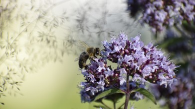 Bee on oregano (Origanum vulgare) in the garden, Bavaria, Germany, Europe