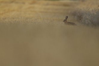 European brown hare (Lepus europaeus) adult animal in a farmland stubble field, Norfolk, England,