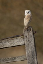 Barn owl (Tyto alba) adult bird on a fence post, England, United Kingdom, Europe