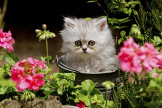 Persian cat, long-haired cat, kitten