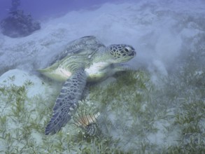 Green turtle (Chelonia mydas) with a ship's keeper (Remora remora), lying on seagrass, stirring up