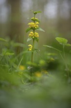 Close-up of a common golden nettle (Galeobdolon luteum agg.), golden deadnettle, nature photograph,