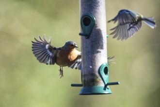 Male of Chaffinch, Fringilla coelebs, bird in forest at winter sun