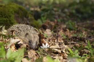 European hedgehog (Erinaceus europaeus) adult animal walking in a springtime woodland, Suffolk,