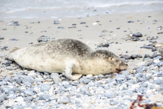 Sick, young harbour seal (Phoca vitulina vitulina) lying exhausted on a beach with sand and