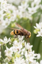 Hornet hoverfly (Volucella zonaria) or large forest hoverfly or giant bumblebee hoverfly sits on