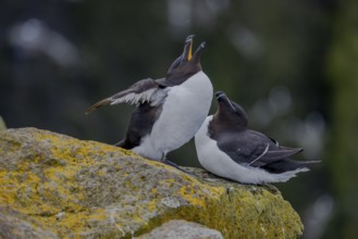 Razorbill (Alca torda), pair interacting with each other, Latrabjarg, Westfjords, Iceland, Europe