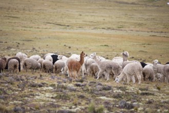 Alpacas (Vicugna pacos) in the Reserva Nacional de Salinas y Aguada Blanca, Province of Arequipa,