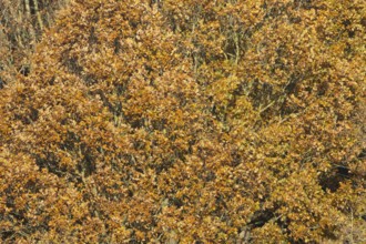 English oak (Quercus robur) tree with yellow leaves in the autumn, Suffolk, England, United