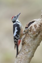 Middle spotted woodpecker (Dendrocopos medius) sitting on a branch, wildlife, winter, animals,