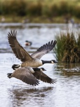 Canada Goose, Branta canadensis, birds in flight over marshes at winter