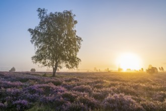 Heath landscape, flowering common heather (Calluna vulgaris), birch (Betula), backlit at sunrise,