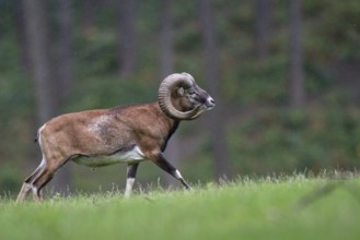 Mouflon (Ovis orientalis), Haltern, North Rhine-Westphalia, Germany, Europe