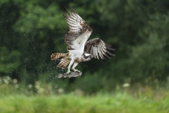 Western osprey (Pandion haliaetus) hunting with a trout, Aviemore, Scotland, Great Britain