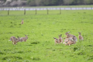 Several hares (Lepus europaeus) running and playing in a meadow during the mating season, Lower