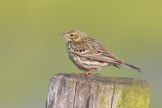 Meadow Pipit (Anthus pratensis) sitting on a pasture fence, Wildlife, Ochsenmoor, Naturpark Dümmer