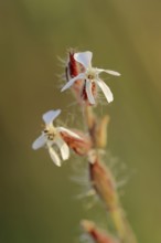 Small-flowered catchfly (Silene gallica), flowers, Provence, southern France