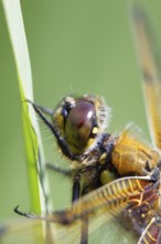 Four spotted chaser (Libellula quadrimaculata) dragonfly resting on an Iris plant leaf, Norfolk,